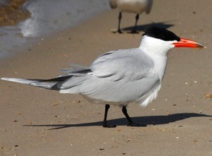 Шунгуулай (Морин шунгуулай)